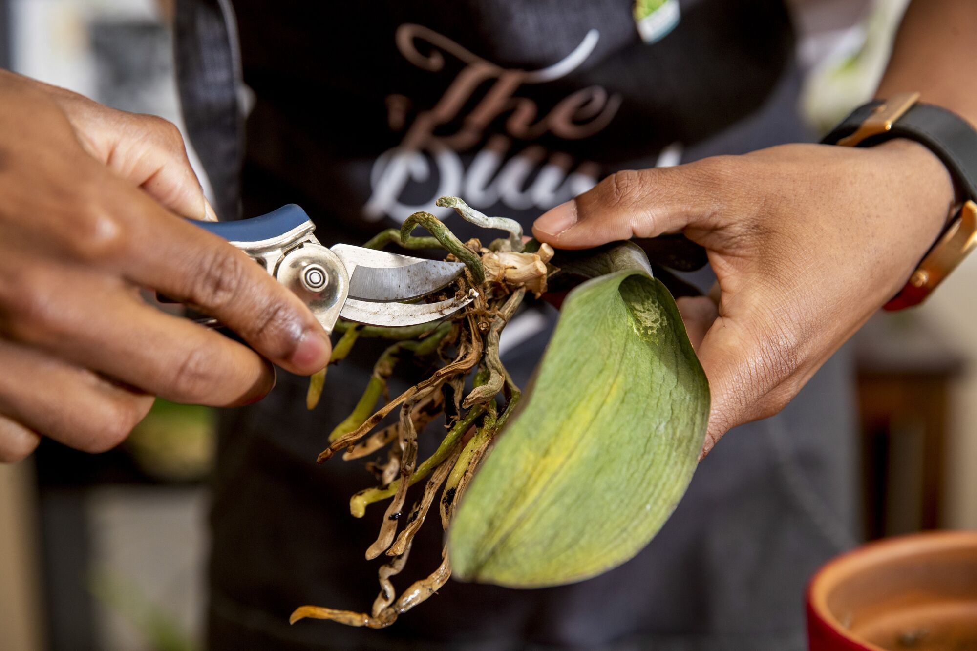 Clipping dead roots off an orchid