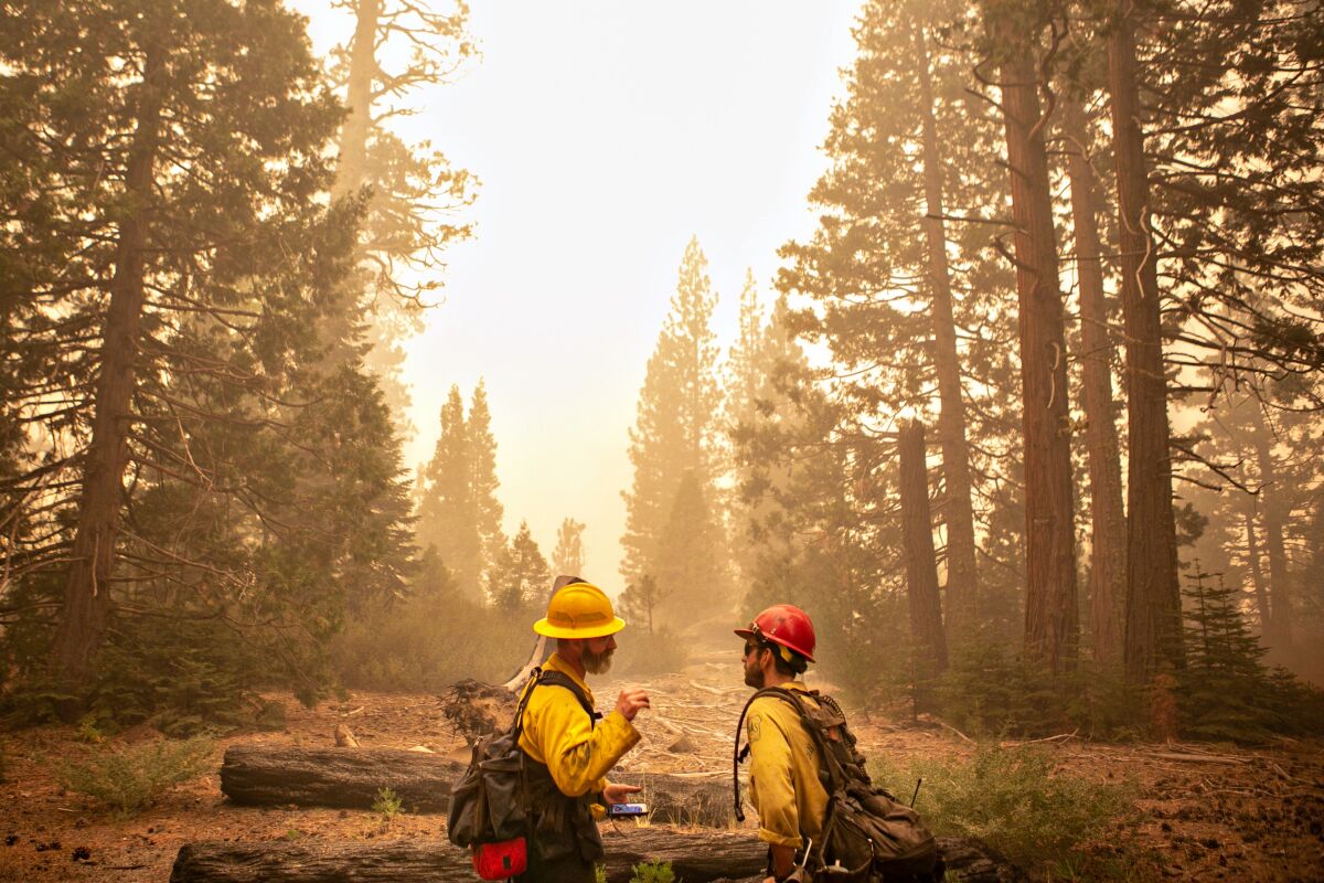 Two firefighters wearing gear stand in a clearing in a forest.