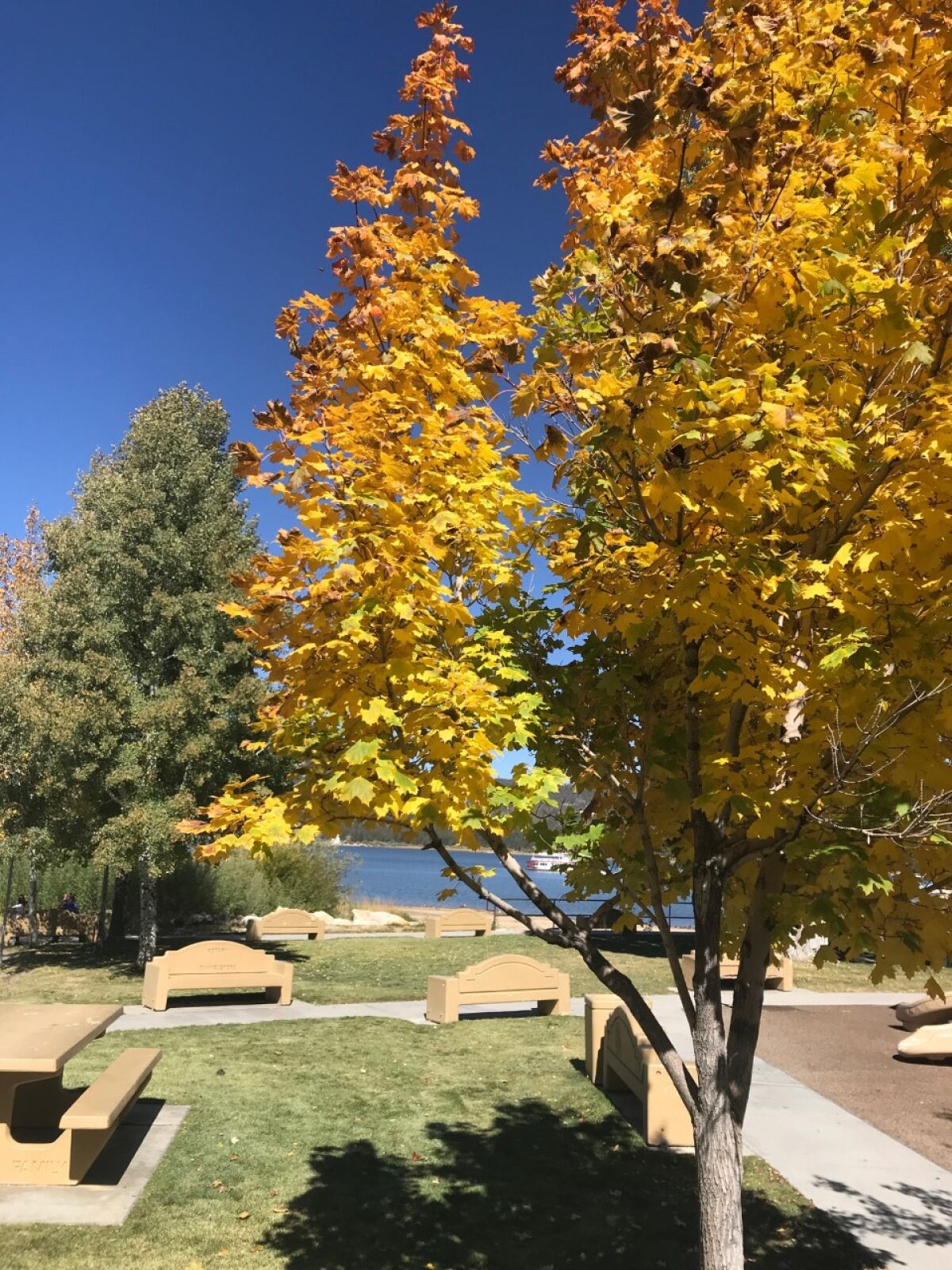 Yellows and gold, shown in a recent photo, are the most common colors at Big Bear Lake.