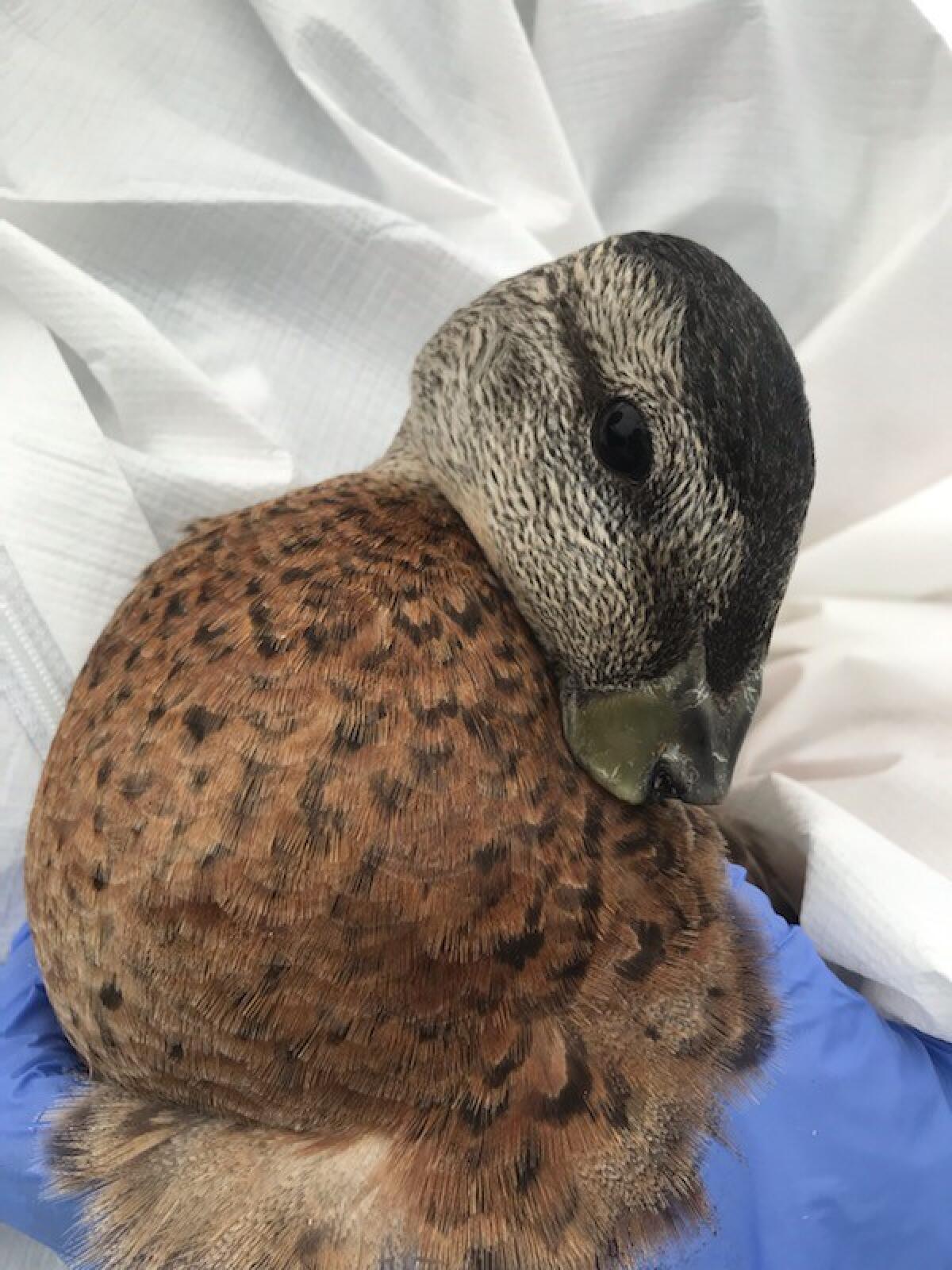A mallard was one of three ducks recently discovered with their bills cut or broken off. All three died or were euthanized.