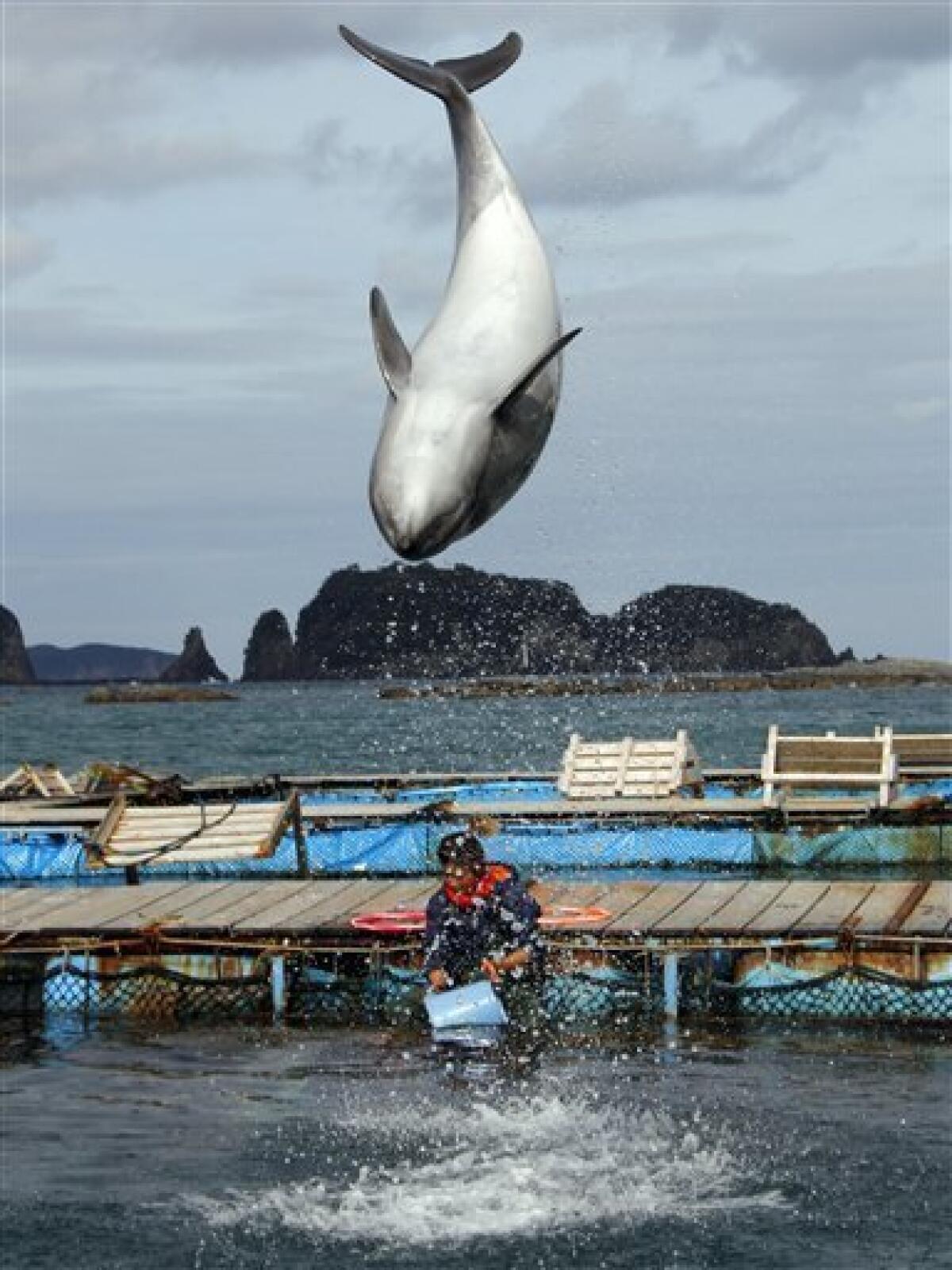 A dolphin demonstrates a flip at a dolphin pool in Taiji, southwestern Japan, where visitors can play with the animals Monday, March 8, 2010. The Japanese fishing village featured in "The Cove," which won an Oscar for best documentary, defended Monday its practice of hunting dolphins as a part of its tradition. Residents of this remote village nestled on the rocky coast expressed disgust at the covertly filmed movie, which they said distorted the truth, though few acknowledged seeing it in its entirety. (AP Photo/Koji Sasahara)