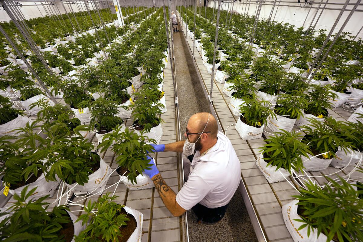 Man tagging young cannabis plants at a marijuana farm
