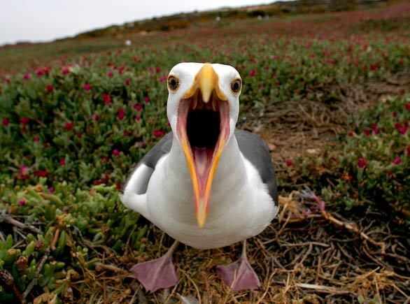 Anacapa, part of Channel Islands National Park in Southern California