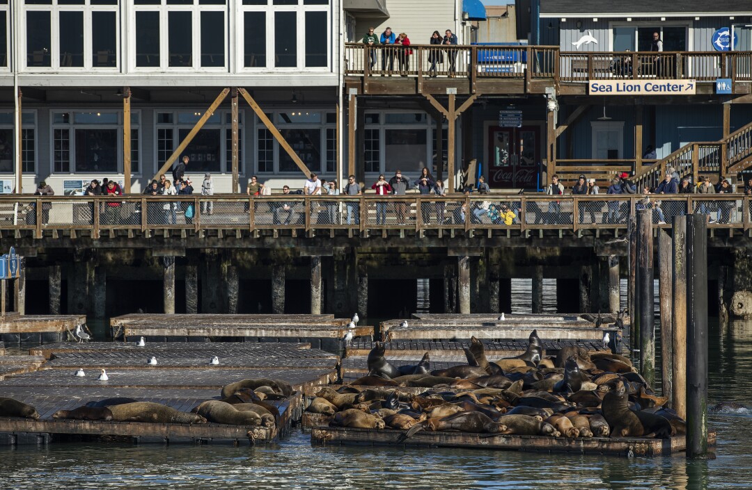 Bay Area loves its California sea lions. No so down south - Los Angeles