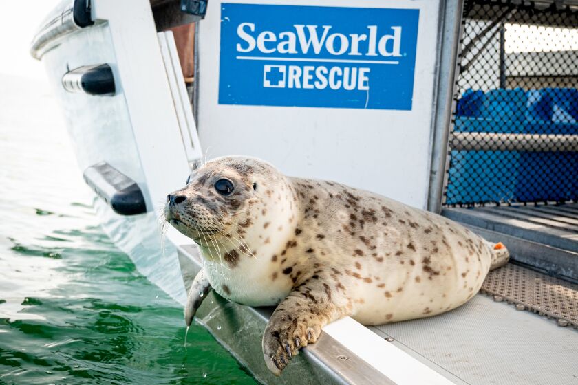 SeaWorld San Diego Rescue Team members returned this harbor seal pup to the water off La Jolla June 1.