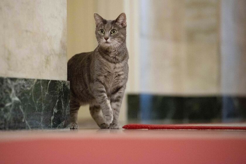Willow, the Biden family's new pet cat, wanders around the White House on Wednesday, Jan. 27, 2022 in Washington. President Joe Biden and first lady Jill Biden have added Willow, a 2-year-old, green-eyed, gray and white feline from Pennsylvania, to their pet family. (Erin Scott/The White House via AP)
