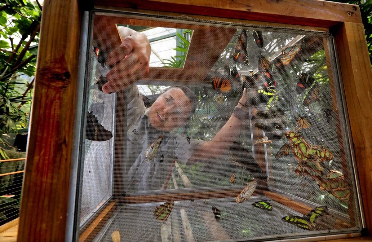 Sakura Marshall, an animal keeper at San Diego Zoo Safari Park, reaches into a release box to release young butterflies into the park's popular Butterfly Jungle exhibit that opens Saturday.