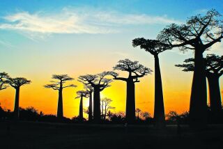 The Avenue of the Baobabs is a national monument in Madagascar. Despite their value, the majestic trees are threatened by the spread of rice farming, which floods fields and causes root rot.