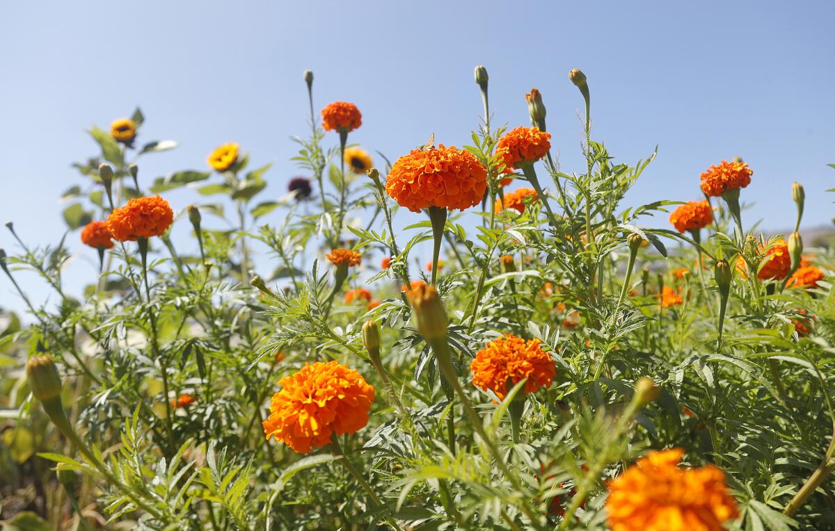 Orange marigolds in bloom at the Ecology Center Farm in San Juan Capistrano.