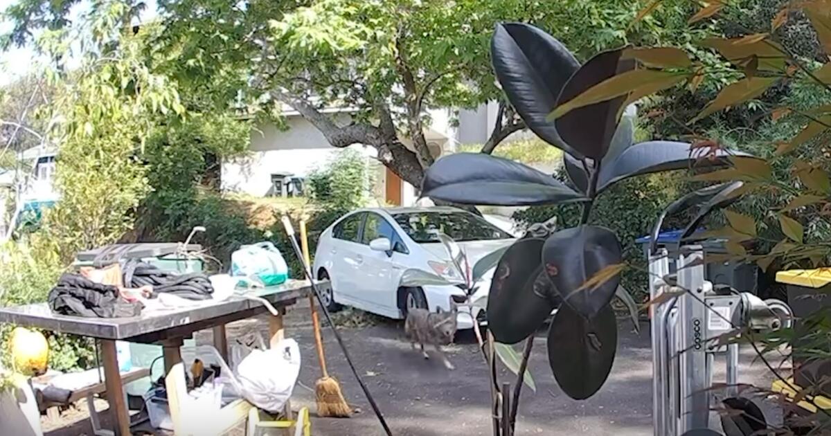 Vídeo: Coiote persegue criança de Pasadena Ouça a reação da mãe