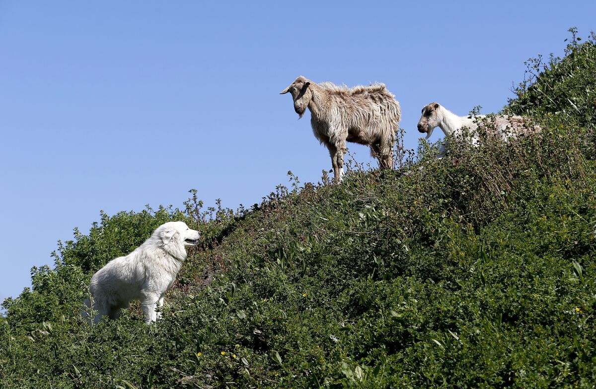Italian Maremma Sheepdog Sonja with goats Apple and Donkey Tuesday near the O.C. fairgrounds' Pacific Amphitheatre. 