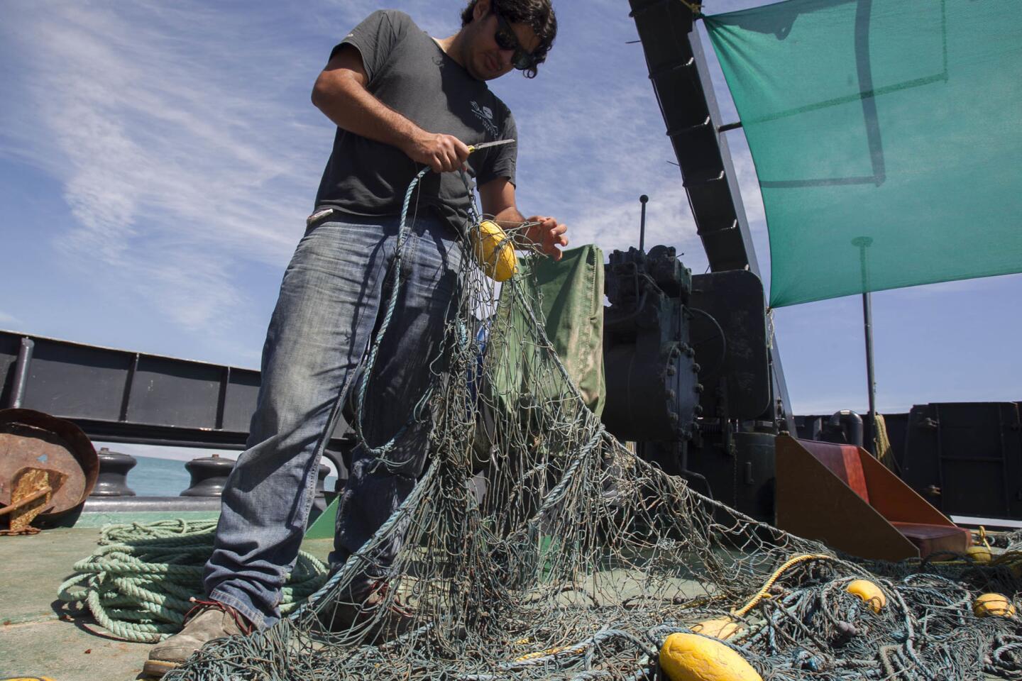 Mexican vaquita porpoise pushed toward extinction by illicit fish