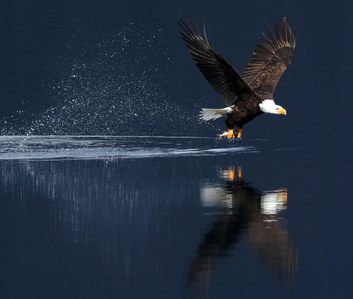 A bald eagle snatches a fish from the waters of Lake Crescent in Olympic National Park one recent morning during a break from the rain. (Daniel A. Anderson)