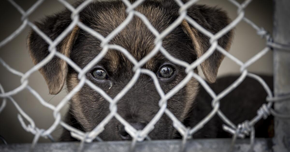 California desires to enhance animal shelter situations, cut back strays