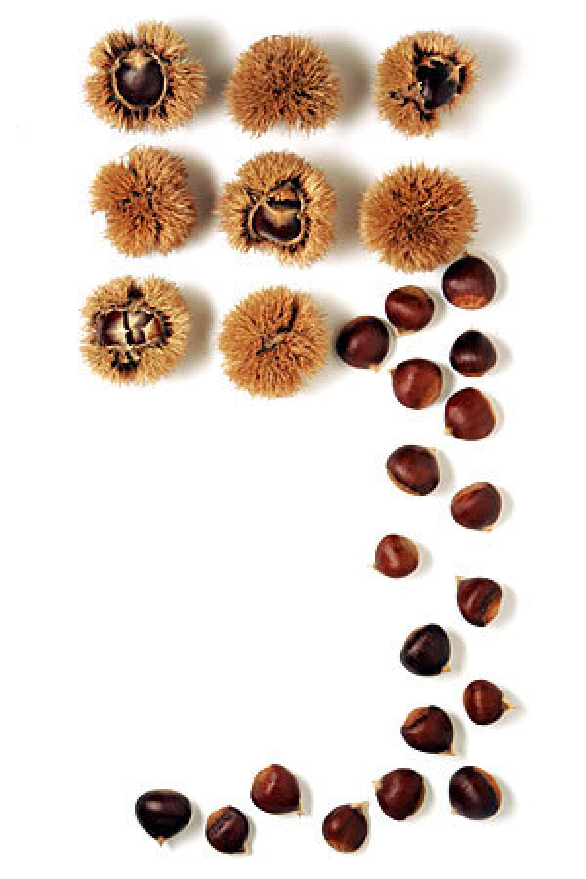 MEATY: During harvest, chestnuts shed their prickly outer skins, revealing a smooth interior.
