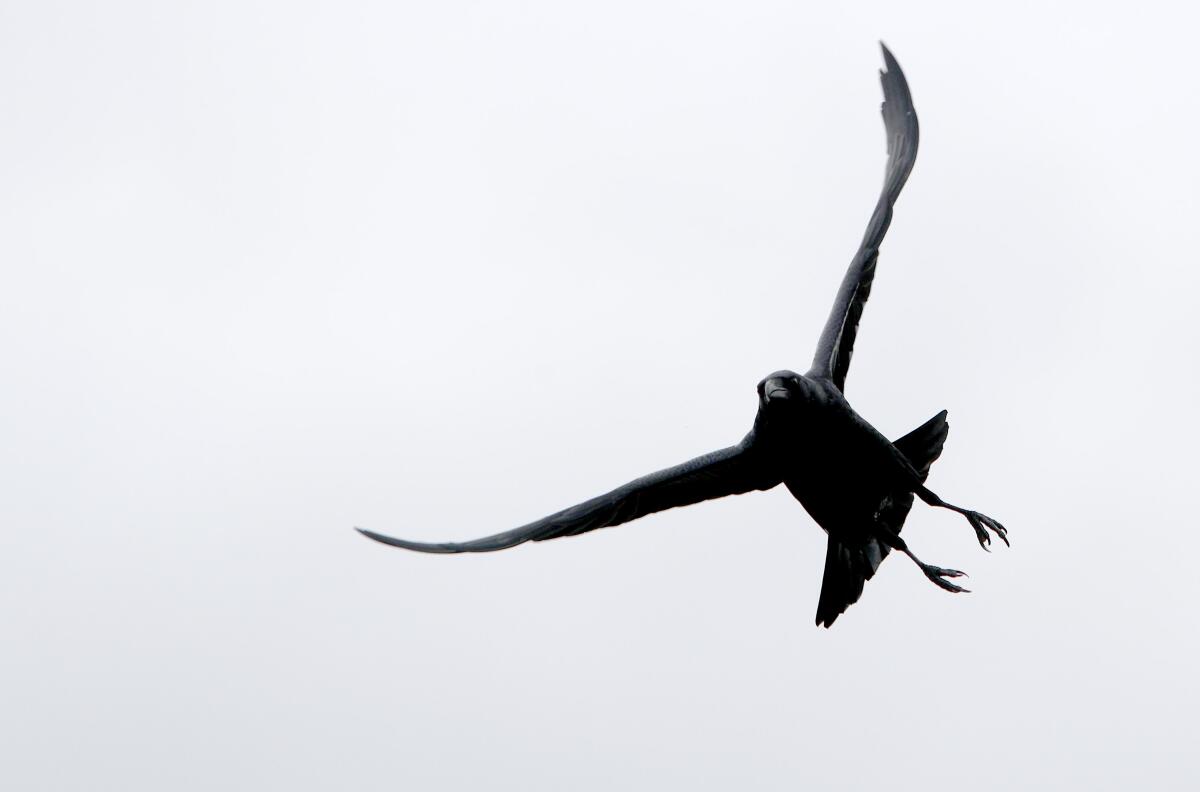 A raven flies over the ocean at Crystal Cove State Park. Ravens are part of the corvid family, which also includes crows, jays, rooks and magpies.