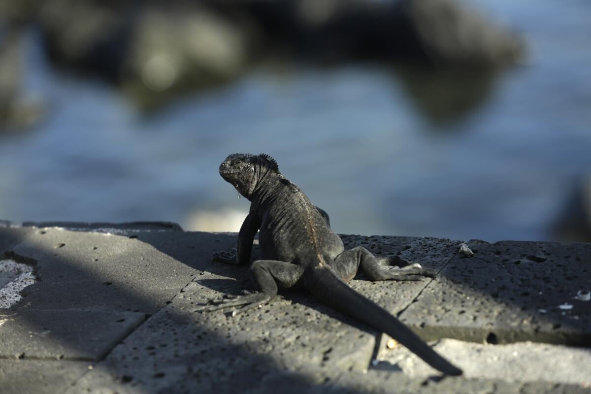 ARCHIVO - Una iguana marina toma el sol al borde de un paseo en San Cristóbal, 