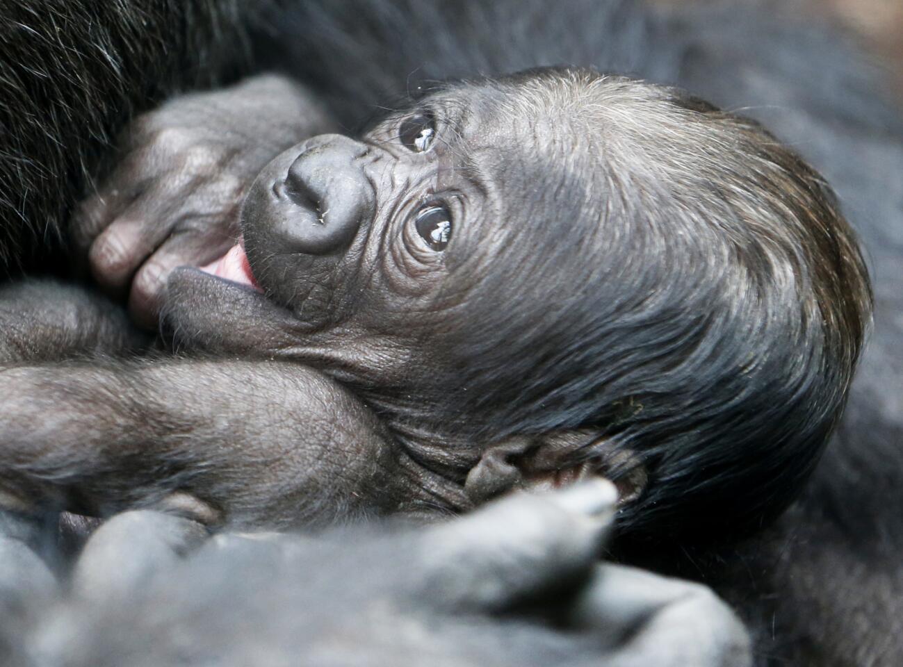A 6-day-old gorilla baby lies in the arms of its mother Shira at the zoo in Frankfurt, Germany, on Sept. 21, 2016.