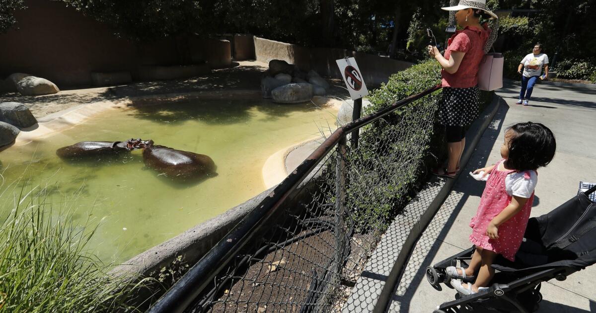 Video of hippo spanking at L.A. Zoo sparks LAPD investigation