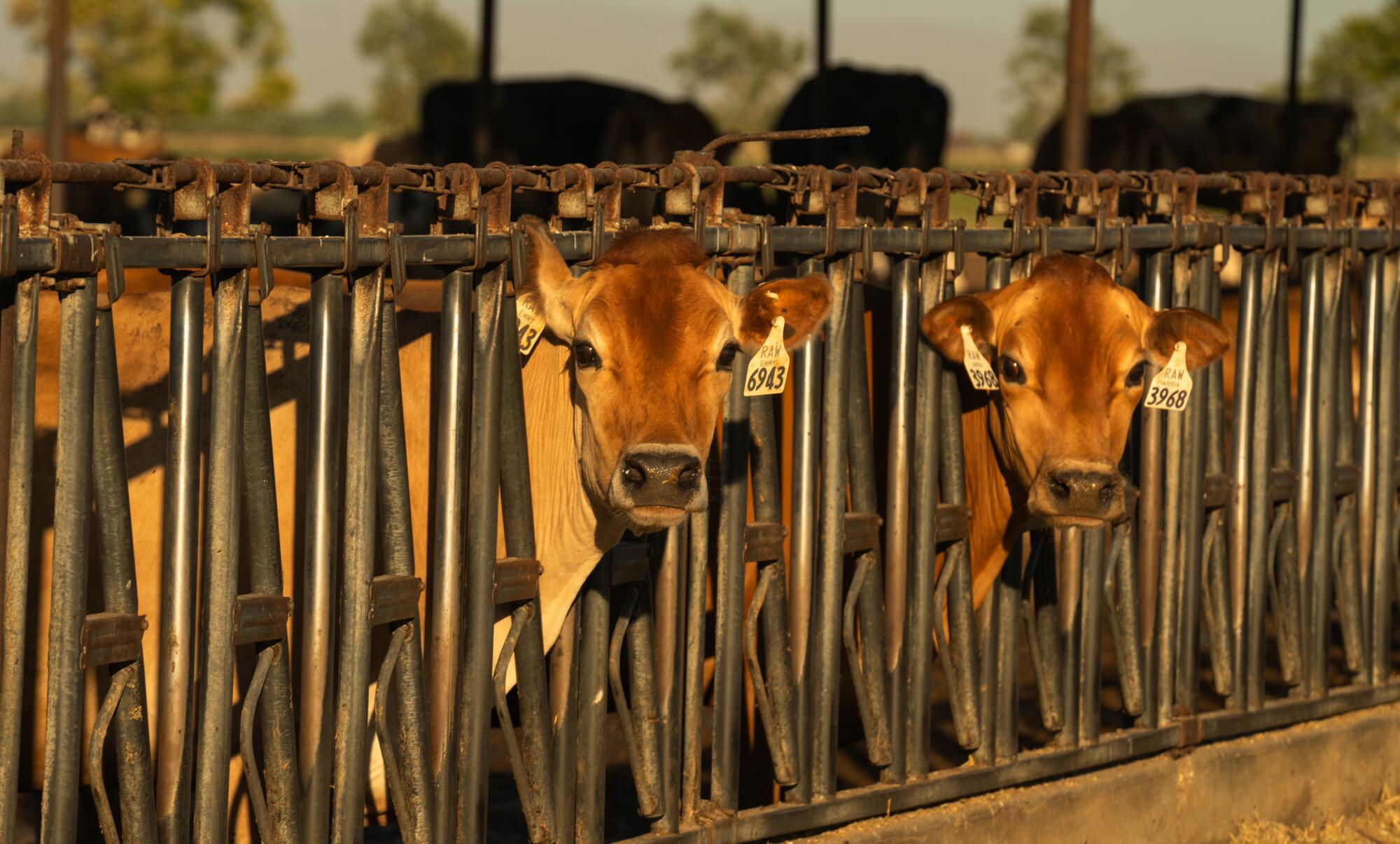 Two cows with tagged ears look up from feeding behind a metal barricade