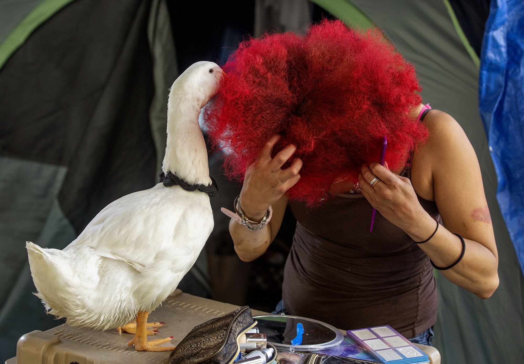McWilliams combs her hair as her emotional support animal, a male, Pekin duck she named Cardi D, sticks his beak inside. 