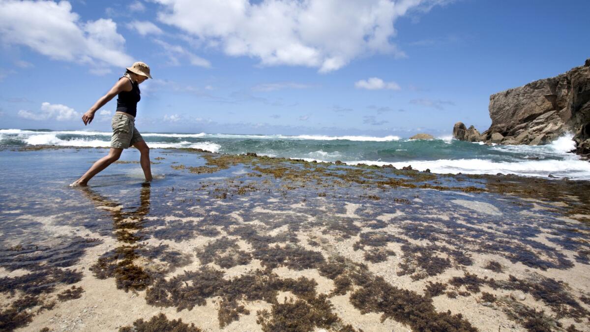 Poipu Beach is fun to explore, particularly for snorkelers and swimmers.