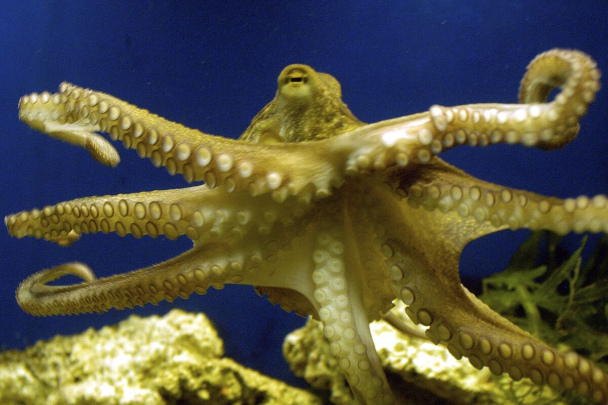 Octopus ancestors lived before era of dinosaurs, study shows - Los ...