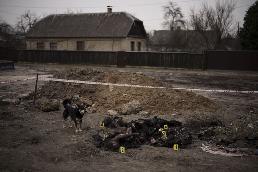 EDS NOTE: GRAPHIC CONTENT - A dog stands next to six unidentified charred bodies lying on the ground at a residential area in Bucha, on the outskirts of Kyiv, Ukraine, Tuesday, April 5, 2022. Ukraine's president plans to address the U.N.'s most powerful body after even more grisly evidence emerged of civilian massacres in areas that Russian forces recently left. (AP Photo/Felipe Dana)