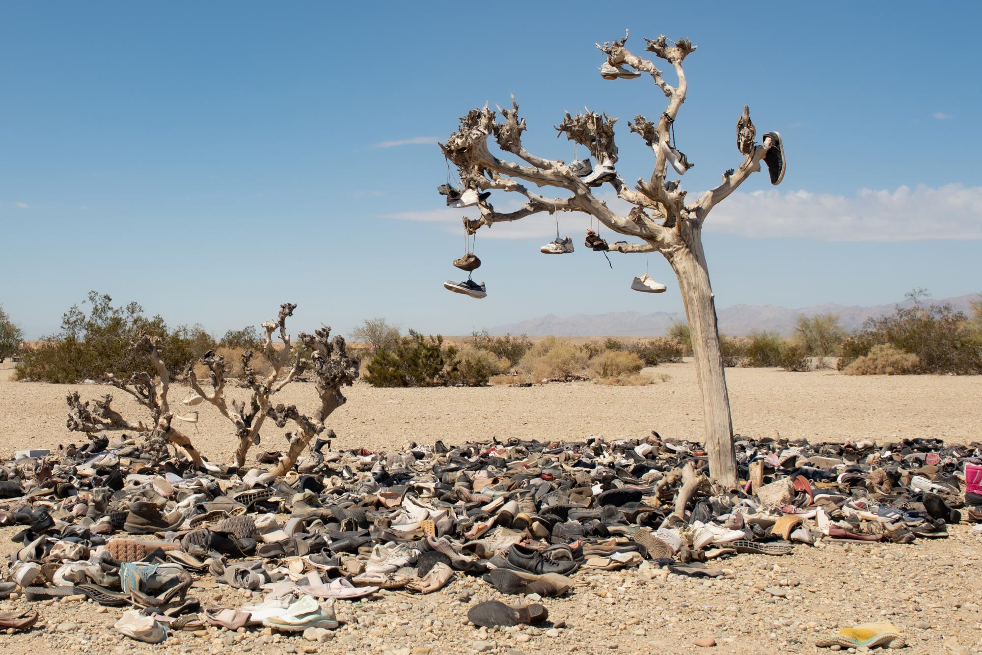 A tree with shoes hanging from its branches. Hundreds more shoes are on the ground below it.