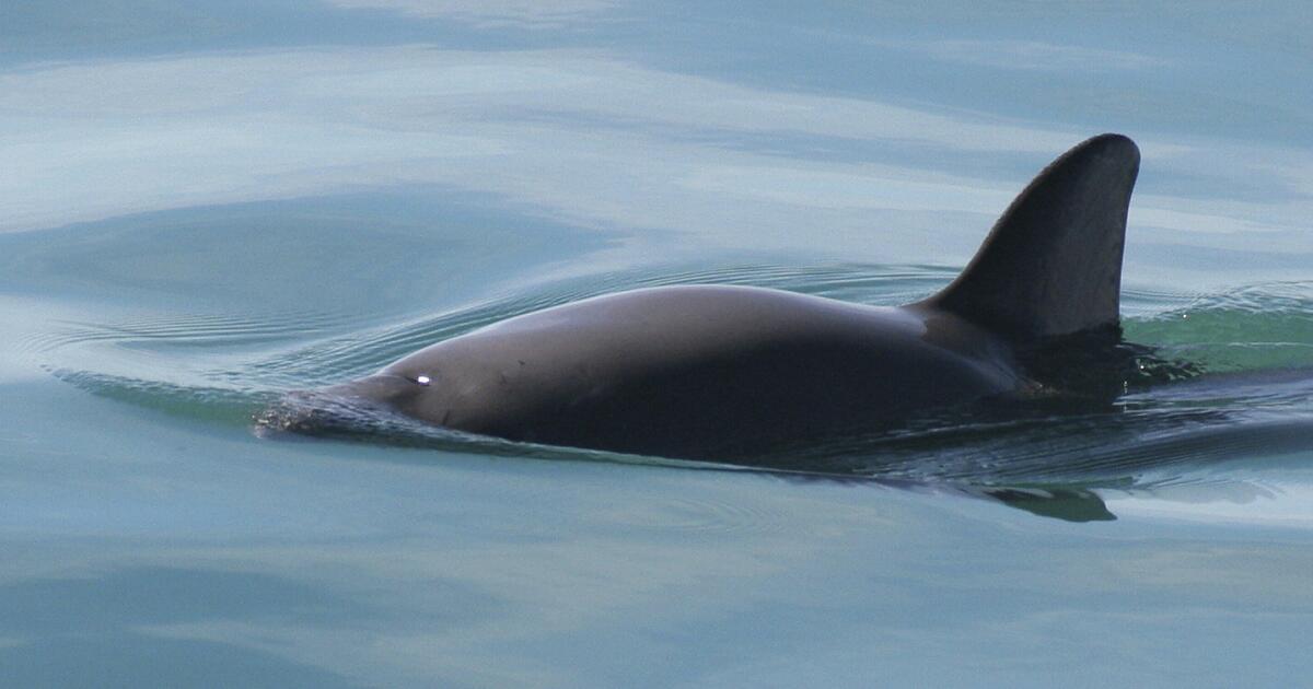 The Mexican Navy plans to expand the use of concrete blocks to protect vaquita porpoises