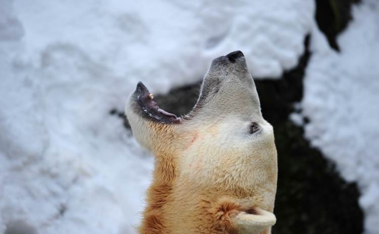 The world's most famous polar bear Knut