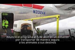Aerolíneas lanzan un programa de seguridad para mascotas