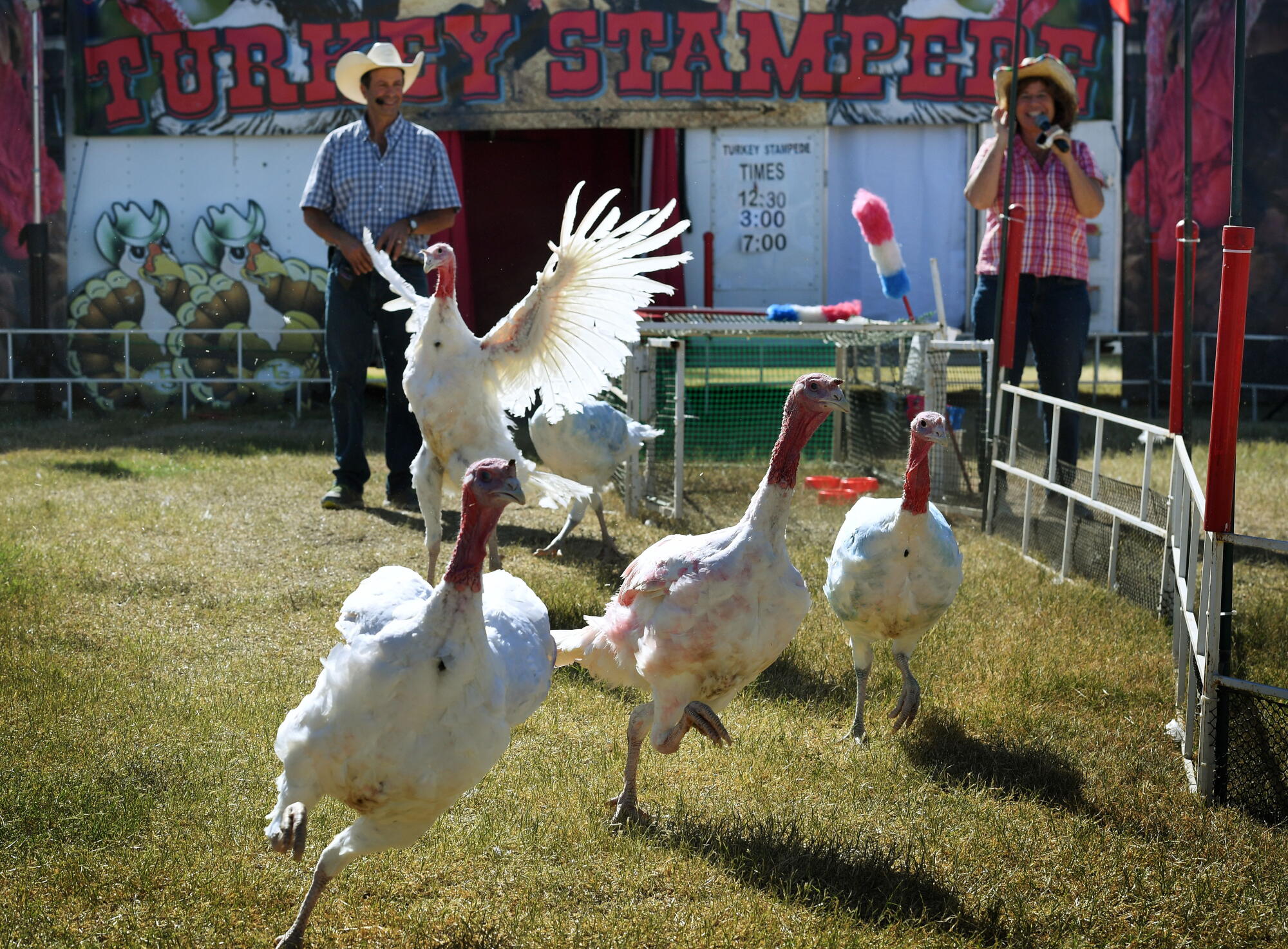 Turkeys Racing Large Image A Times investigation finds fraud, theft at California’s county fairs ...