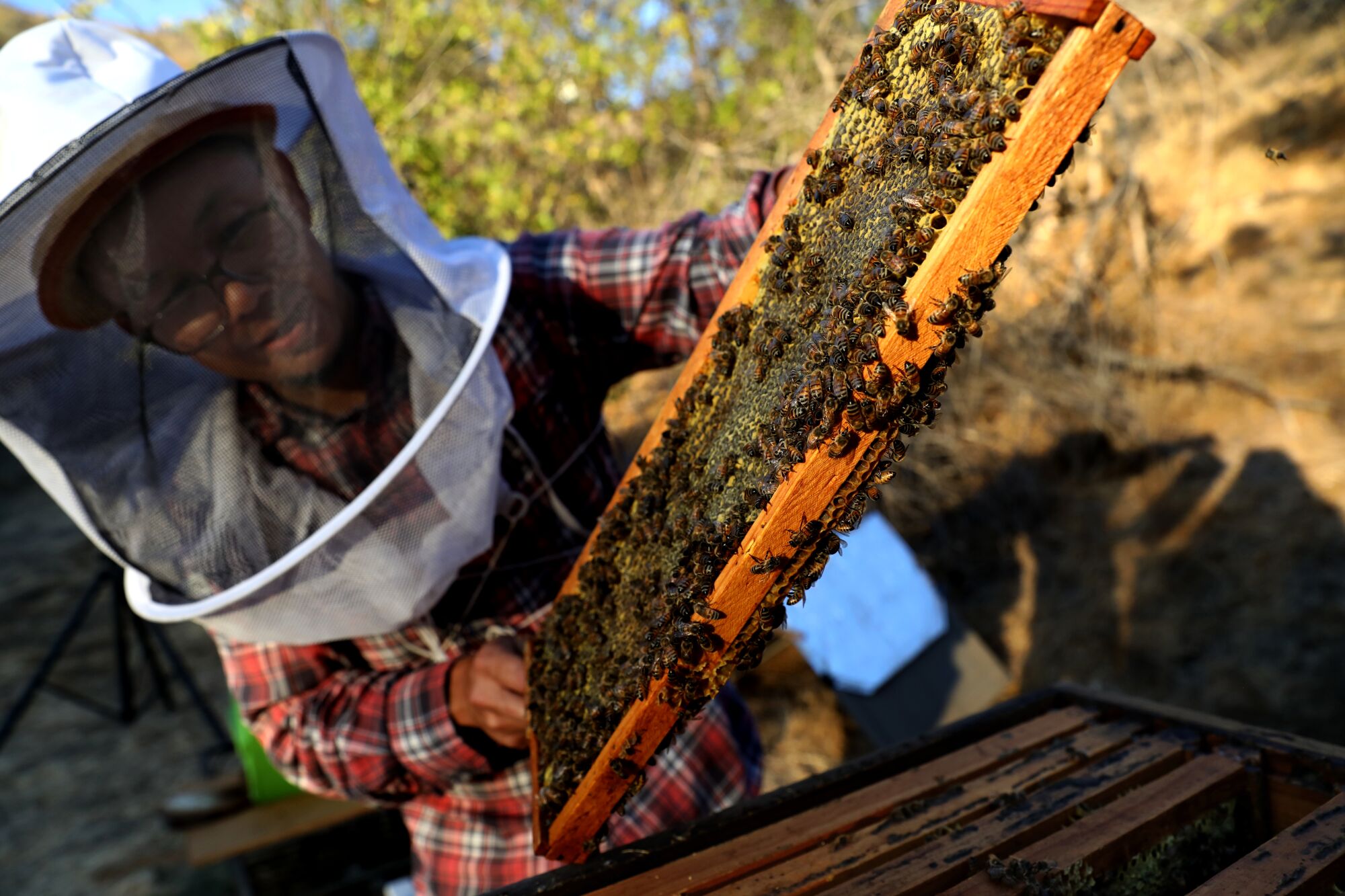 Beekeeper Marvin Jordana
