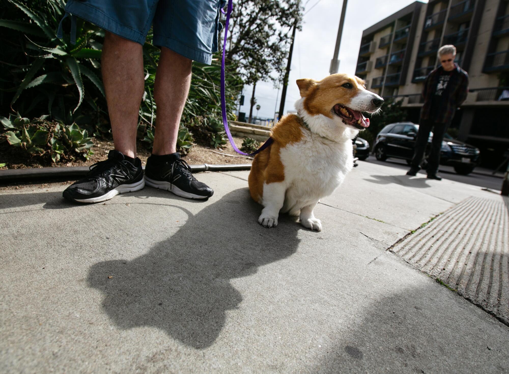 The owner of the fostered corgi walks his dog along with Foster Dad, Ted Rogers.