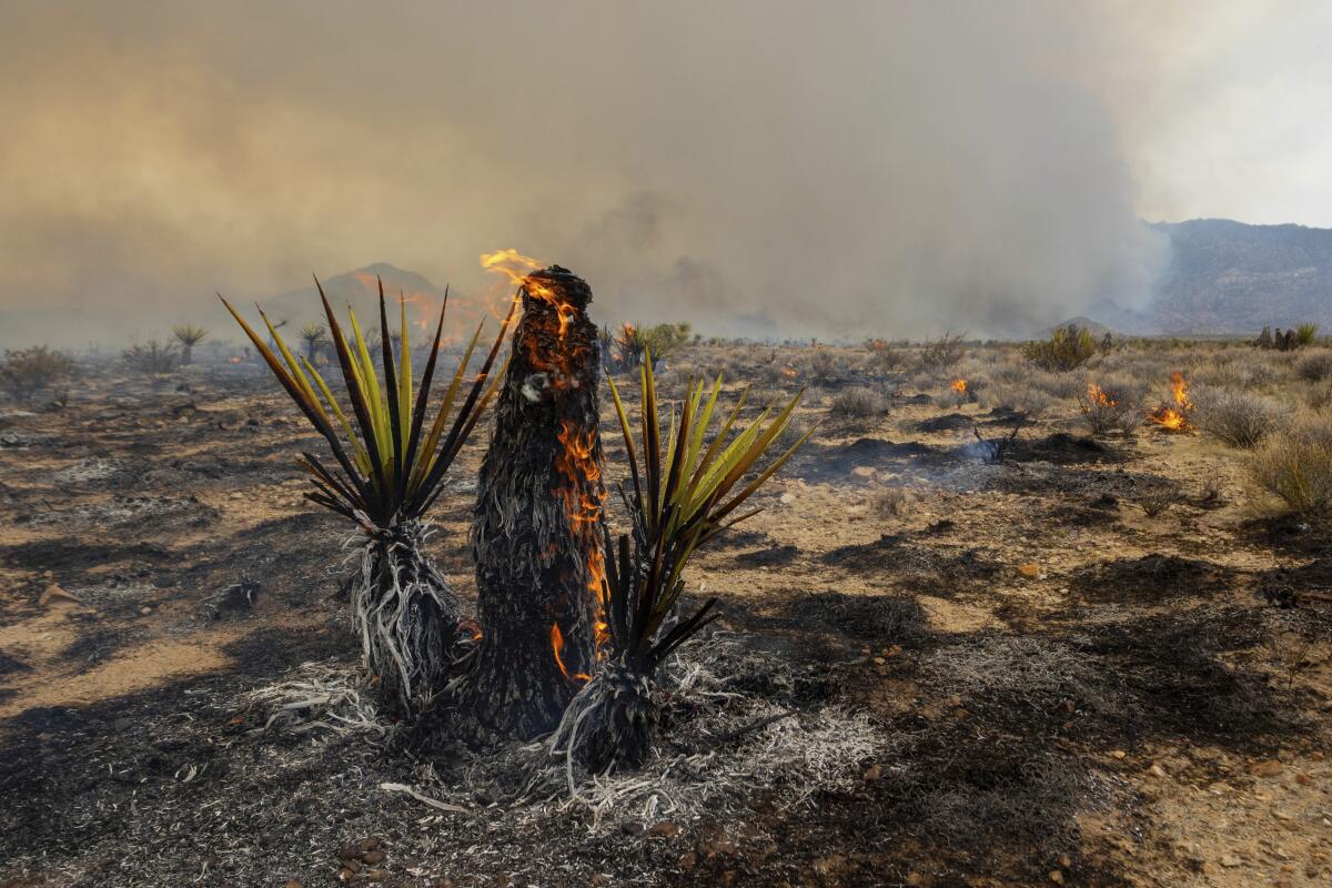 A tree trunk burns on a desert landscape covered with black burn marks and patches of flame