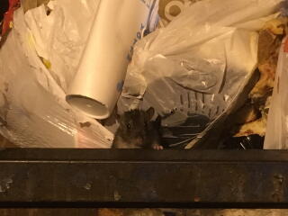 A rat foraging in a dumpster in Richmond, Va.