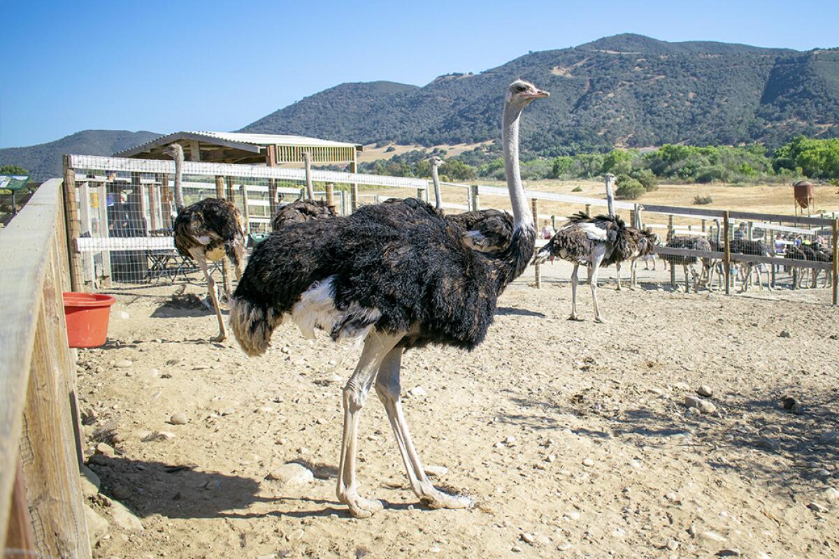 An ostrich at ostrichland.