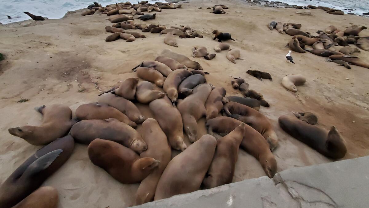 New signs in place to protect La Jolla sea lions, seals