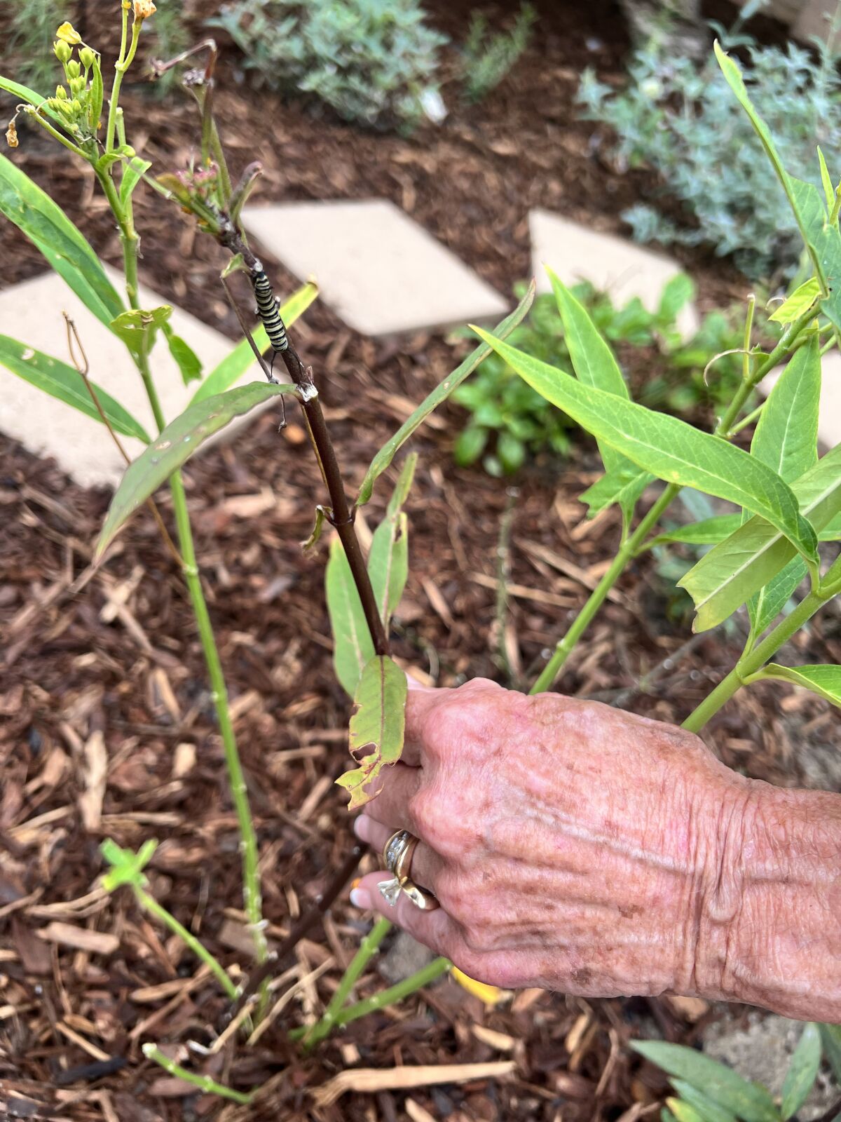Carol Studebaker collects striped caterpillars, like the one on the plant above her hand, daily for protection in cages.