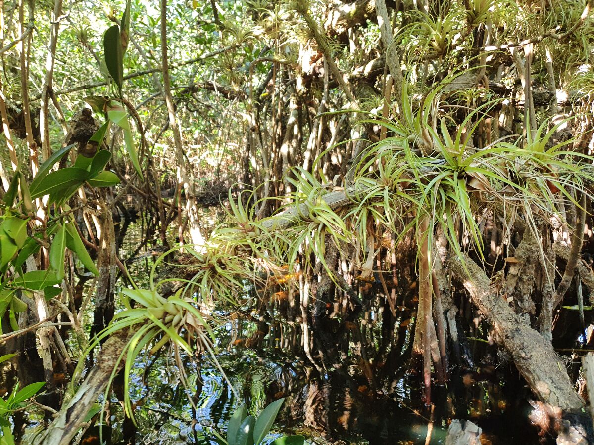 Bromeliads, also called air plants, grow thickly on the branches of mangrove trees in the Big Cypress preserve.