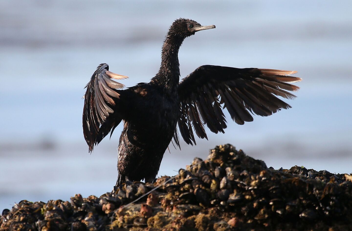 A bird covered in oil spreads its wings as it sits on a rock near Refugio State Beach in Goleta.