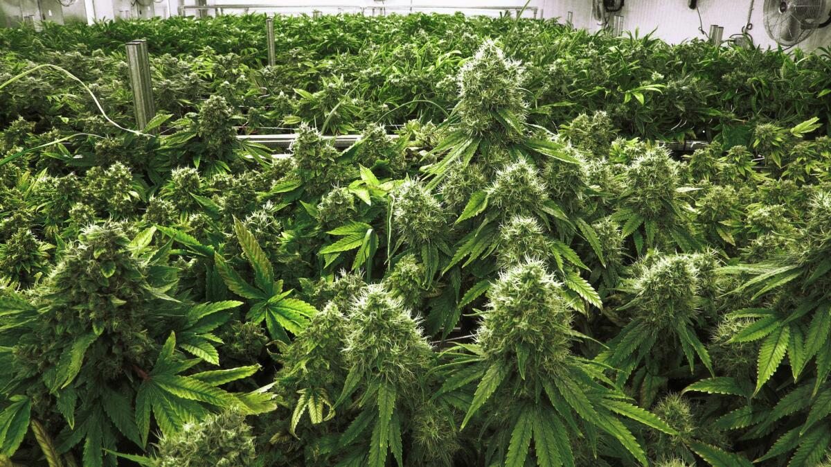 Marijuana plants weeks away from harvesting.