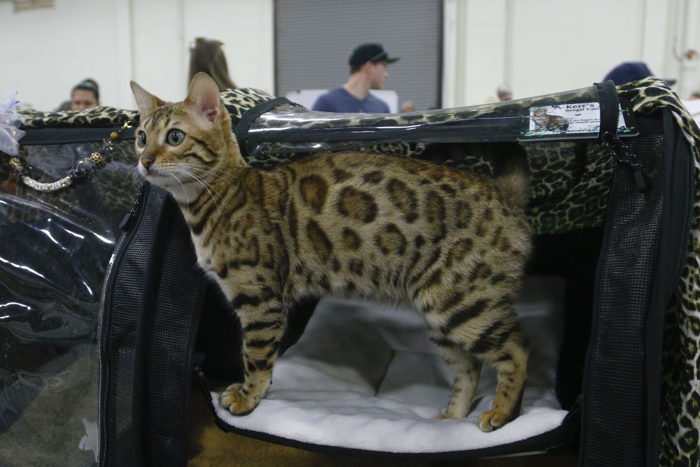 San Diego Cat Show, "Food and Water Bowl XXVI"