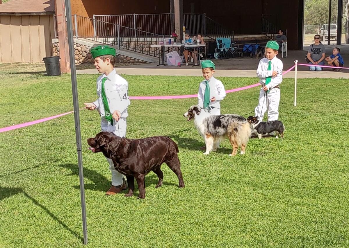 Exciting Dog Show Displaying Various Breeds and Sizes at the Fairgrounds in 2022