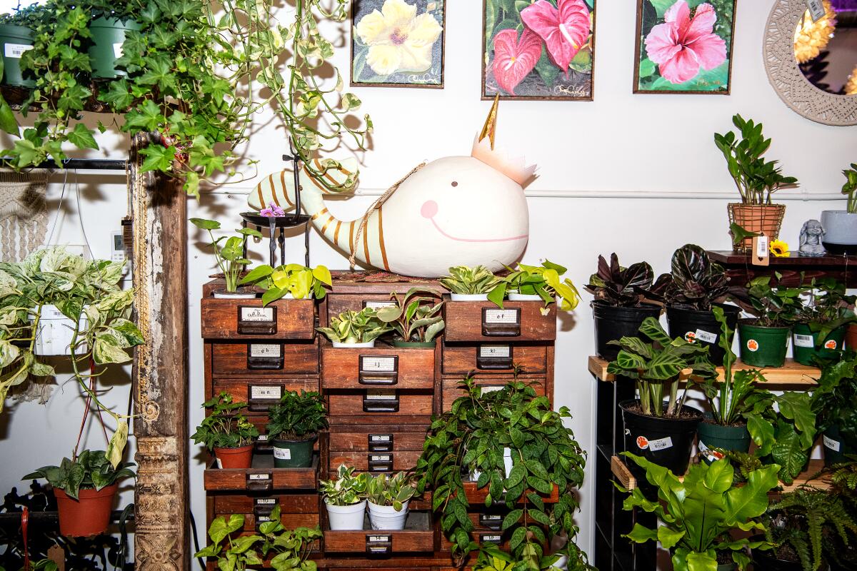 Una mirada al interior de la tienda de plantas Tansy en Burbank.