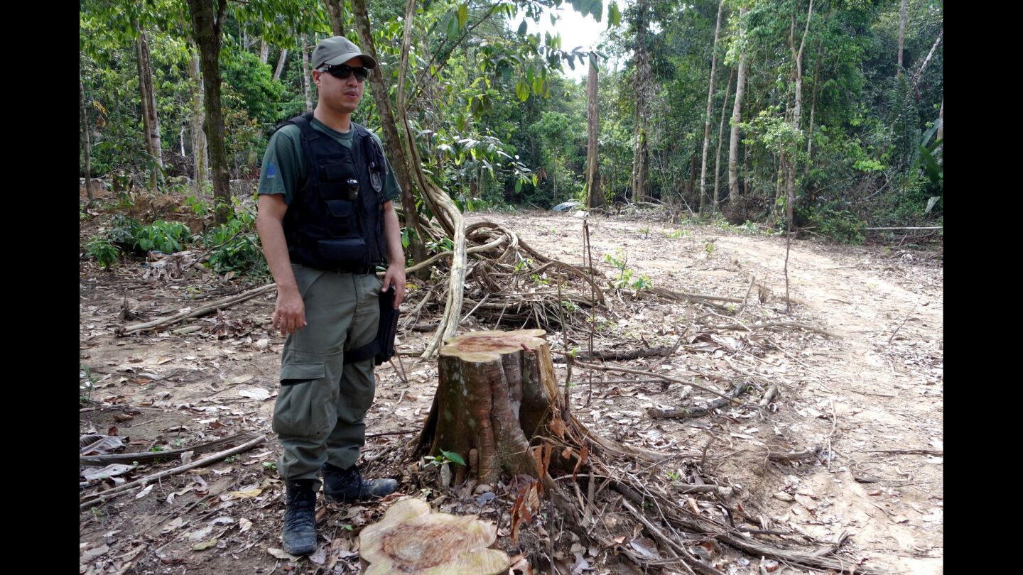 Inspecting a deforestation site