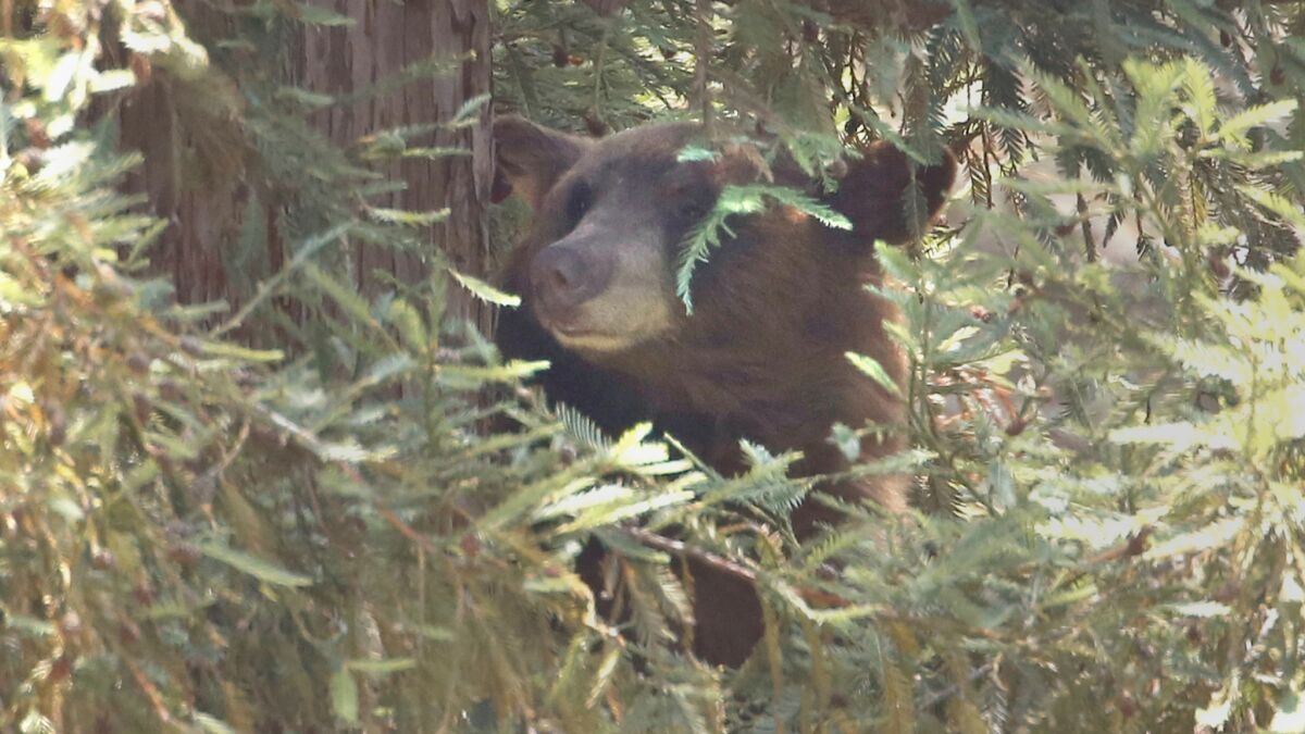 A female black bear rests in a tall pine tree on Jarvis Avenue in La Cañada Flintridge after walking through the neighborhood and swimming in a pool.
