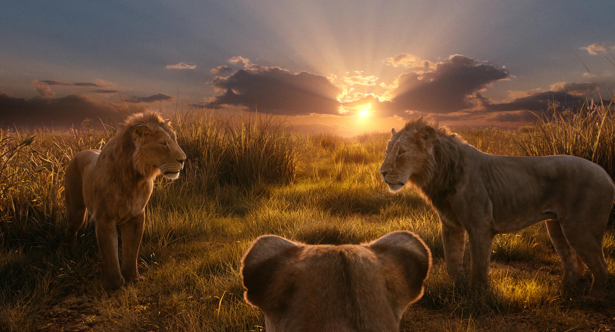 Three lions in a meadow