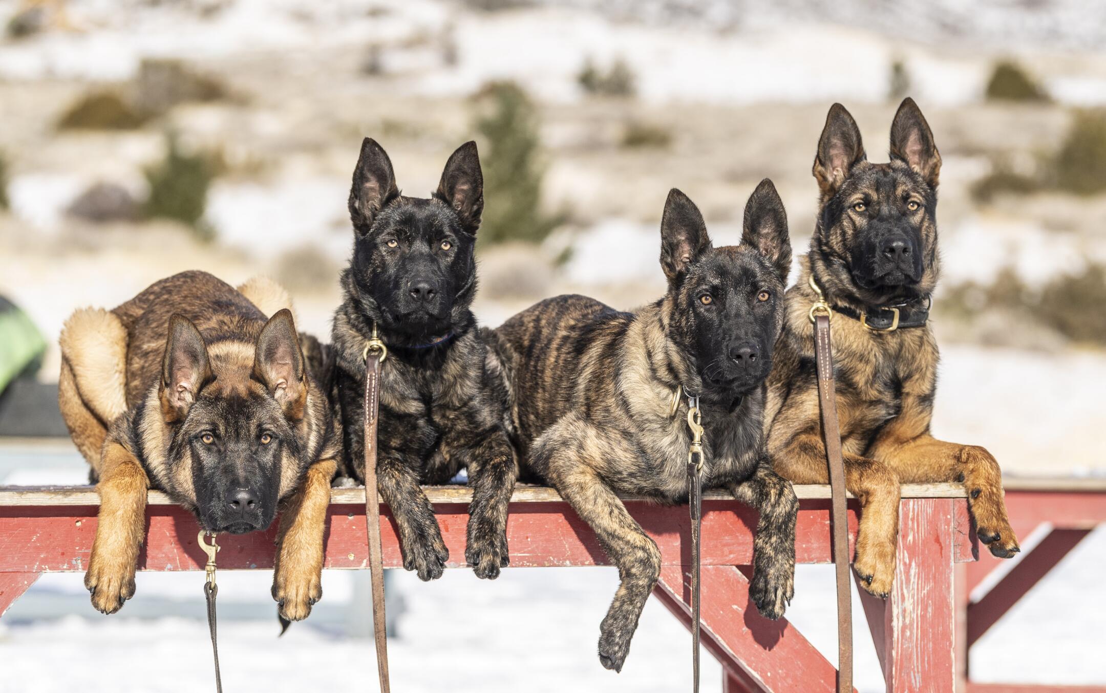 $150,000 for a guard dog? L.A.'s rich are snapping them up - Los ...